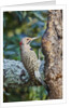 Northern Flicker by Anonymous