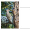 Northern Flicker by Anonymous