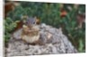 Eastern Chipmunk by Anonymous