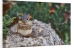 Eastern Chipmunk by Anonymous