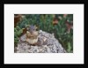 Eastern Chipmunk by Anonymous