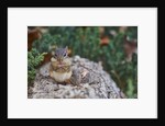 Eastern Chipmunk by Anonymous