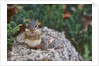 Eastern Chipmunk by Anonymous