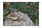 Eastern Chipmunk by Anonymous