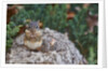 Eastern Chipmunk by Anonymous