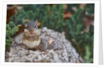 Eastern Chipmunk by Anonymous