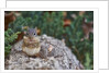 Eastern Chipmunk by Anonymous