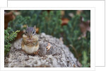 Eastern Chipmunk by Anonymous