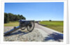 Fort Macon by Anonymous