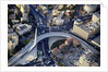 Air View of the Calatrava bridge. by Anonymous