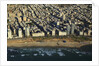 Tel Aviv from Above. by Anonymous
