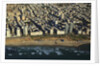 Tel Aviv from Above. by Anonymous
