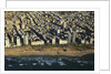 Tel Aviv from Above. by Anonymous