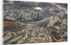 Air View. by Anonymous