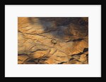 The desert near the Dead Sea. by Anonymous