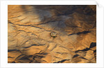 The desert near the Dead Sea. by Anonymous