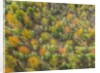 Fruit trees grove near Lucardo by Anonymous