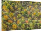 Fruit trees grove near Lucardo by Anonymous