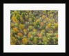 Fruit trees grove near Lucardo by Anonymous