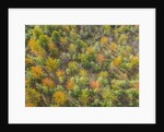 Fruit trees grove near Lucardo by Anonymous