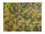 Fruit trees grove near Lucardo by Anonymous
