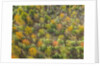Fruit trees grove near Lucardo by Anonymous