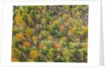 Fruit trees grove near Lucardo by Anonymous
