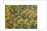Fruit trees grove near Lucardo by Anonymous