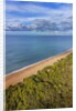 Pinewood along the coast by Anonymous