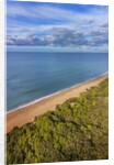 Pinewood along the coast by Anonymous