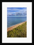 Pinewood along the coast by Anonymous
