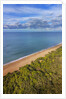 Pinewood along the coast by Anonymous