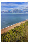 Pinewood along the coast by Anonymous