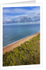 Pinewood along the coast by Anonymous