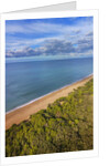 Pinewood along the coast by Anonymous