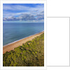 Pinewood along the coast by Anonymous