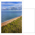 Pinewood along the coast by Anonymous