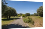 Parco Regionale della Maremma (parco dell'Uccellina) by Anonymous