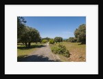 Parco Regionale della Maremma (parco dell'Uccellina) by Anonymous