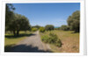 Parco Regionale della Maremma (parco dell'Uccellina) by Anonymous