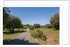 Parco Regionale della Maremma (parco dell'Uccellina) by Anonymous