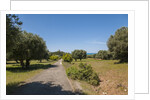 Parco Regionale della Maremma (parco dell'Uccellina) by Anonymous