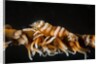 whip coral shrimp by Anonymous