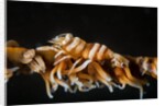whip coral shrimp by Anonymous