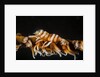 whip coral shrimp by Anonymous