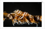 whip coral shrimp by Anonymous