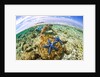 clown fish portrait in anemone by Anonymous