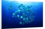 school of batfish by Anonymous