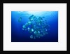 school of batfish by Anonymous