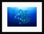 school of batfish by Anonymous